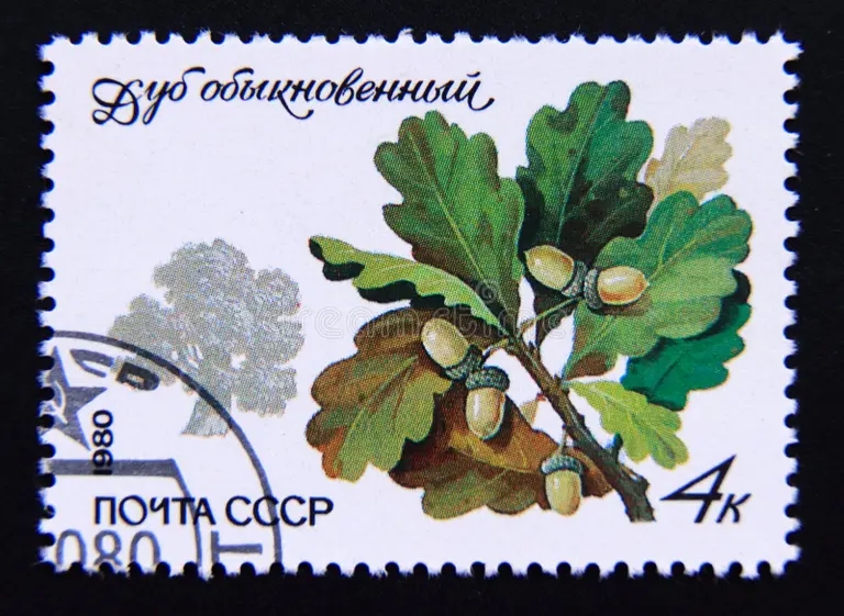 Дуб pochtovaya marka sovetskogo soyuza cccp dub pedunkulat kverkus robur 220129448 - Дуб