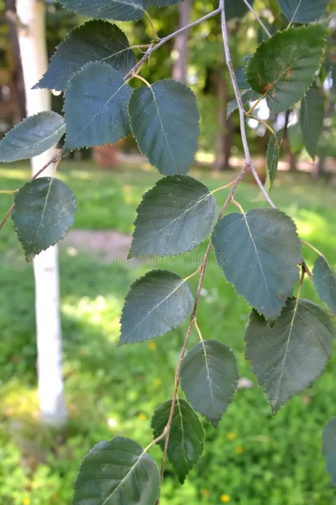 Берёза poleznaya berezka gimalajskaya betula utilis d ne vetka s listyami na 228979830 683x1024 - Берёза