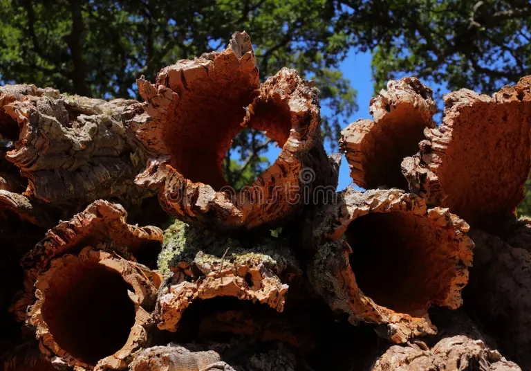 Дуб portugalskij region alenteho nedavno sobrannyj probkovyj dub quercus suber 225025367 - Дуб