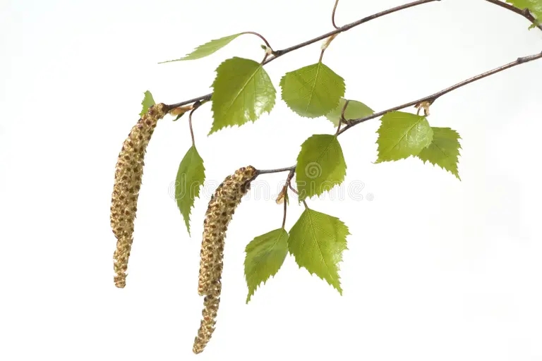 Берёза pylcza kotenka betula berezy rodnoe derevo kotoroe takzhe ispolzuetsya 208324921 - Берёза
