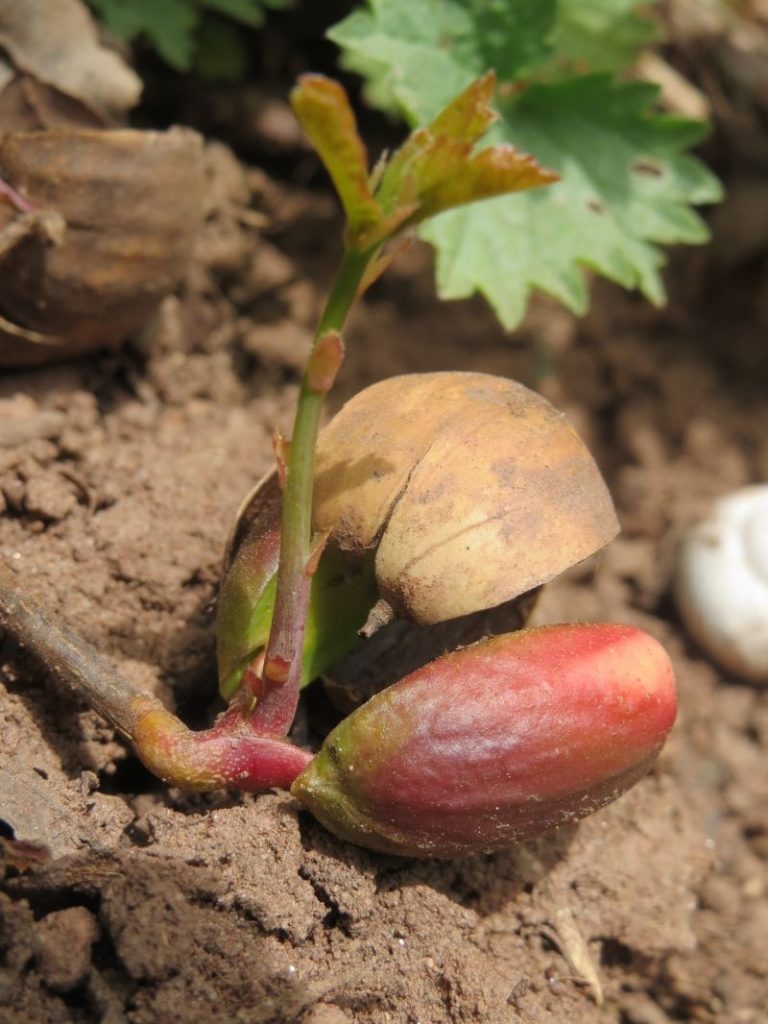 Дуб quercus robur english oak pedunculate oak french oak seedling sapling sprout flora 707407 768x1024 - Дуб