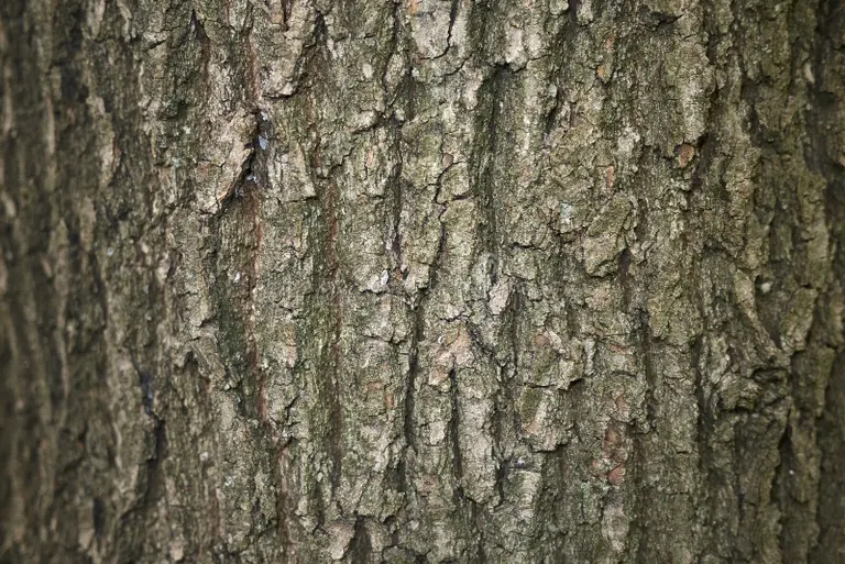 Дуб rasshiva robur quercus 113827968 - Дуб