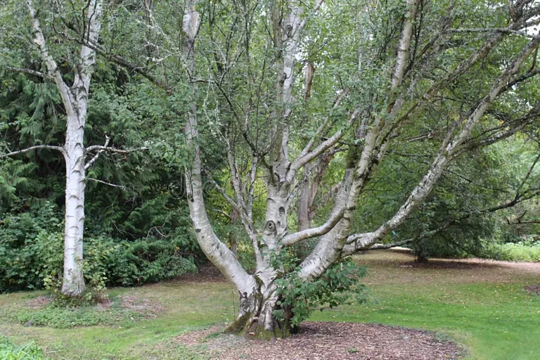 Берёза rastyazhenie berezy vyrashhivayushheesya v arboretovoj oblasti uoshington 239020646 - Берёза