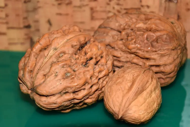 Орех грецкий