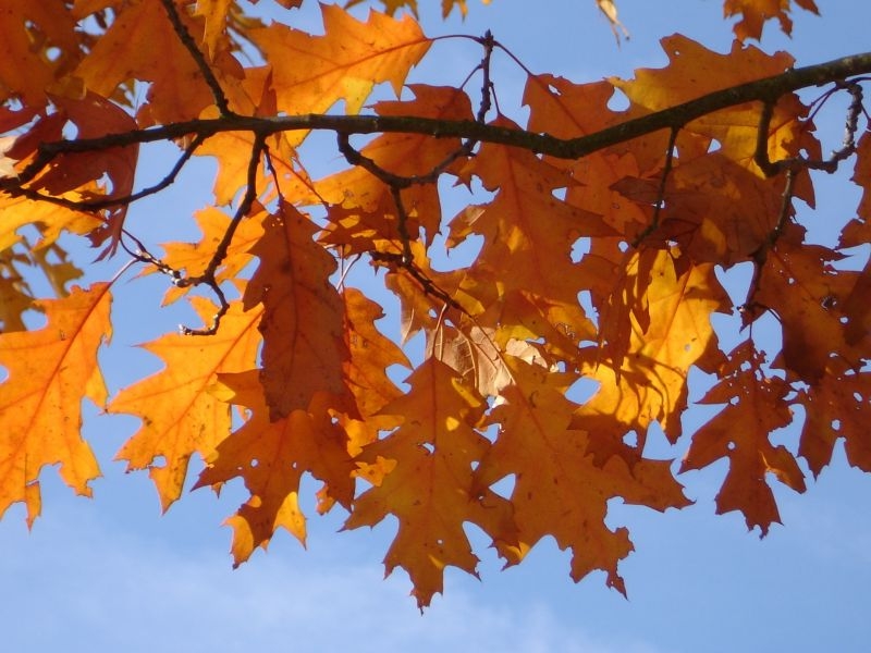Дуб red oak autumn leaves orange red brown yellow fall foliage 1143676 - Дуб
