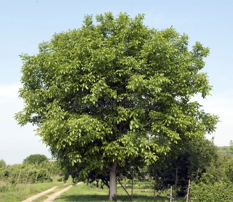 Орех грецкий (лат. Juglans regia)&nbsp;