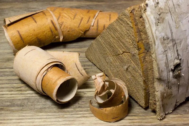 Берёза rolls birch bark wooden 70997243 - Берёза