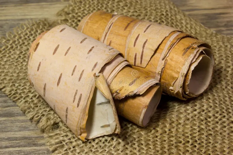 Берёза rolls birch bark wooden 70997682 - Берёза