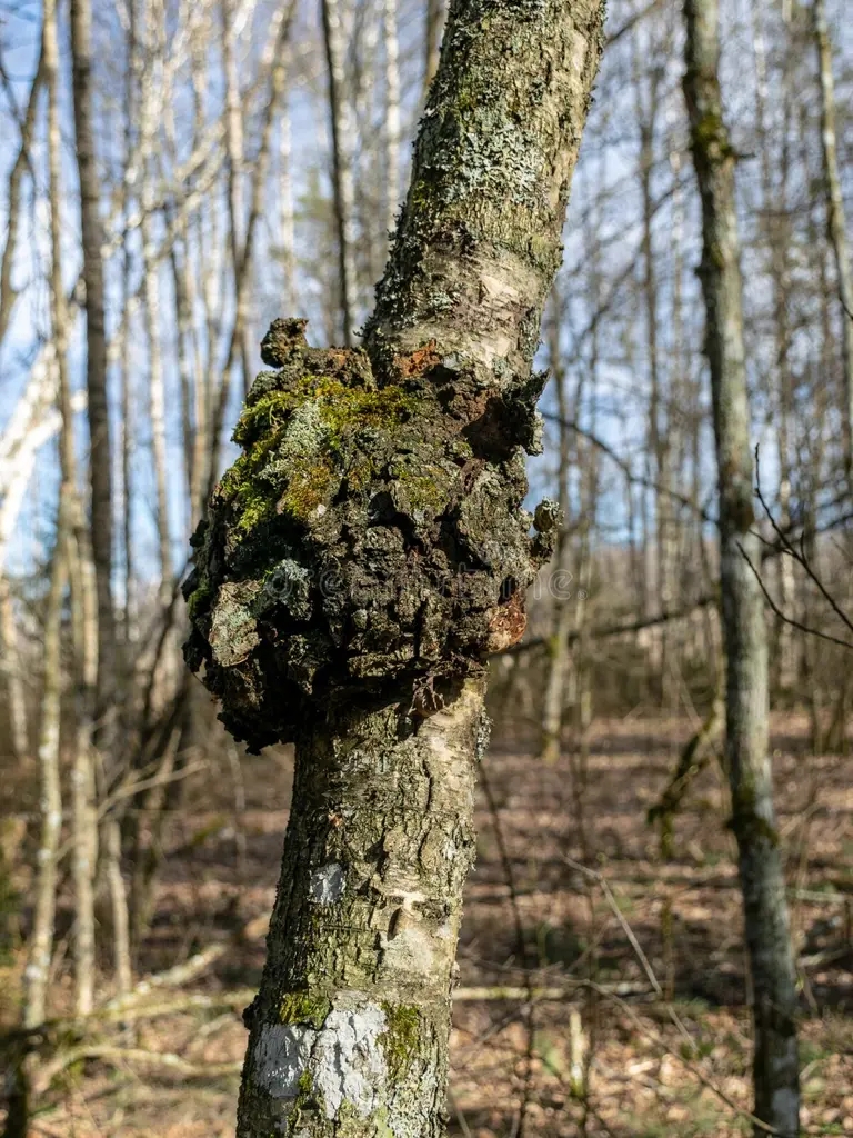 Берёза rost na bereze grib dereva chaga berezy inonotus gribov oxidoreduction czelebnom obliquus 178760745 1 - Берёза