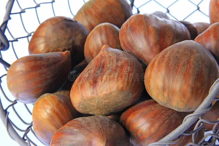 s a ostnye kashtany castanea sativa 51896380 - Каштан