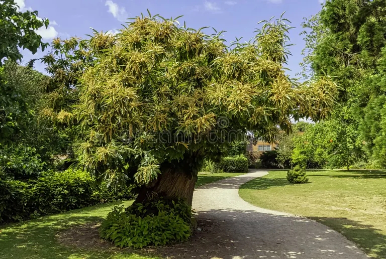 sativa castanea izvestnyj kak sladkij kashtan ili ispanskij 182896687 - Каштан