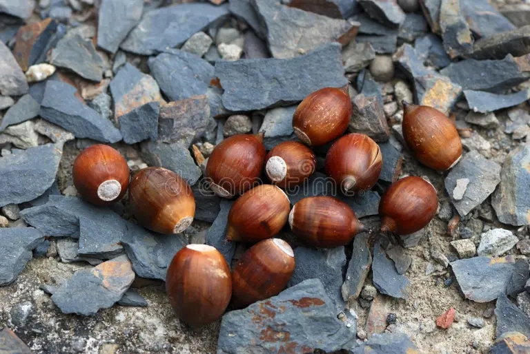 Дуб semena glauca quercus 60626531 - Дуб