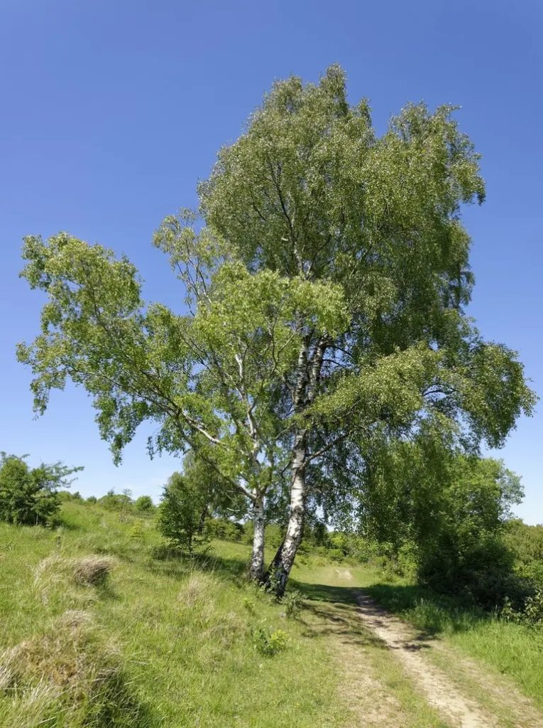 Берёза serebryanaya bereza derevo berezy povislaya serebryanoj v nachale leta 184518015 765x1024 - Берёза