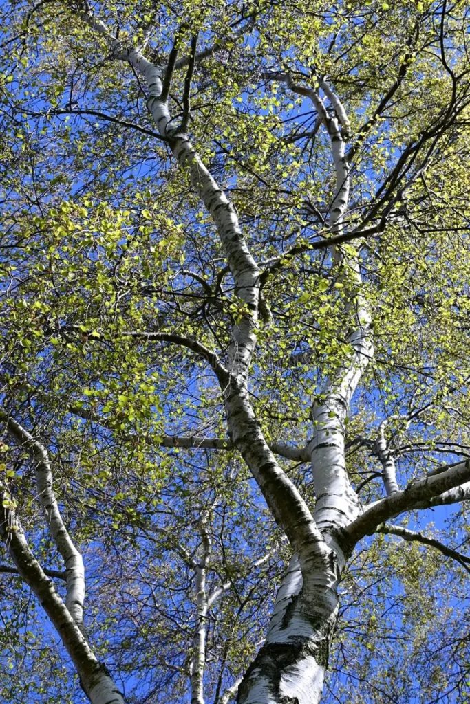 Берёза serebryanaya bereza vesnoj norfolk angliya velikobritaniya betula 216870147 683x1024 - Берёза