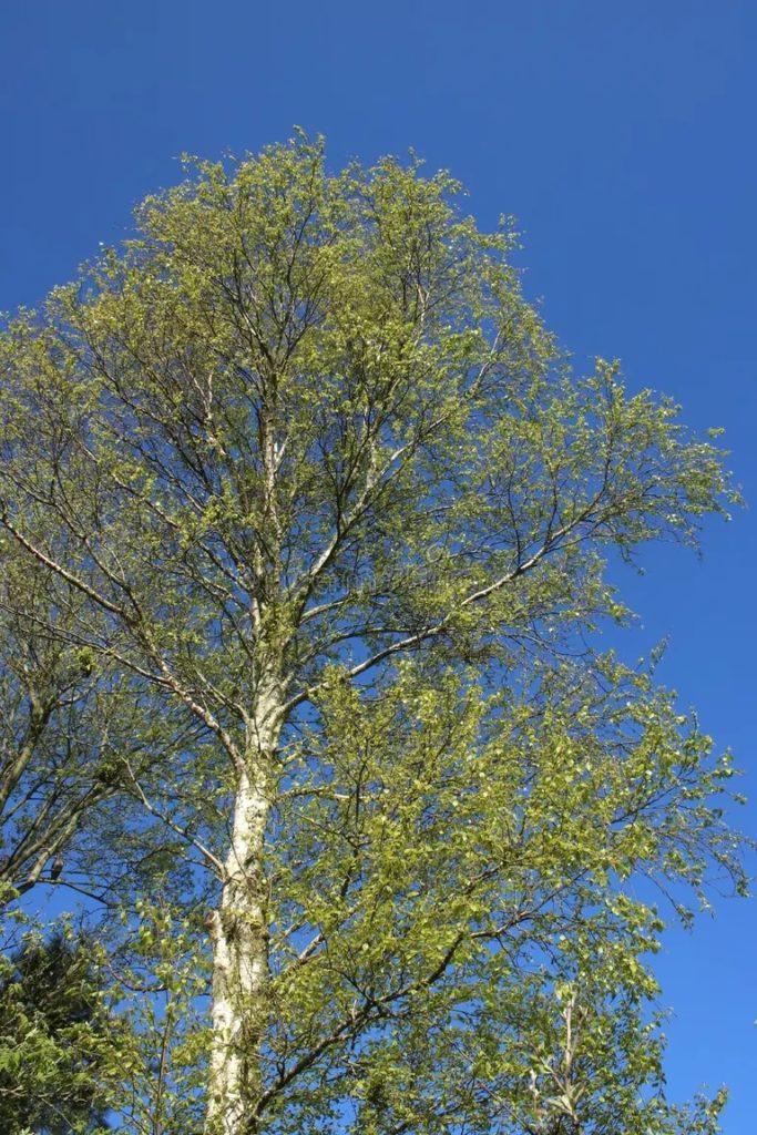 Берёза serebryanoe birchevoe derevo beta pendula vesnoj verhnyaya chast 179913815 683x1024 - Берёза