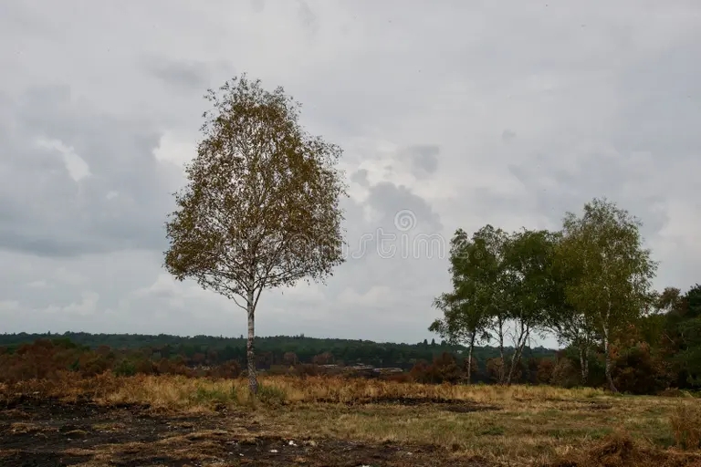 Берёза serebryanoe birchevoe derevo beta pendula vesnoj verhzhnyaya chast 179913815 - Берёза
