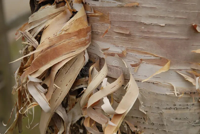 Берёза shredded birch bark 5606786 - Берёза