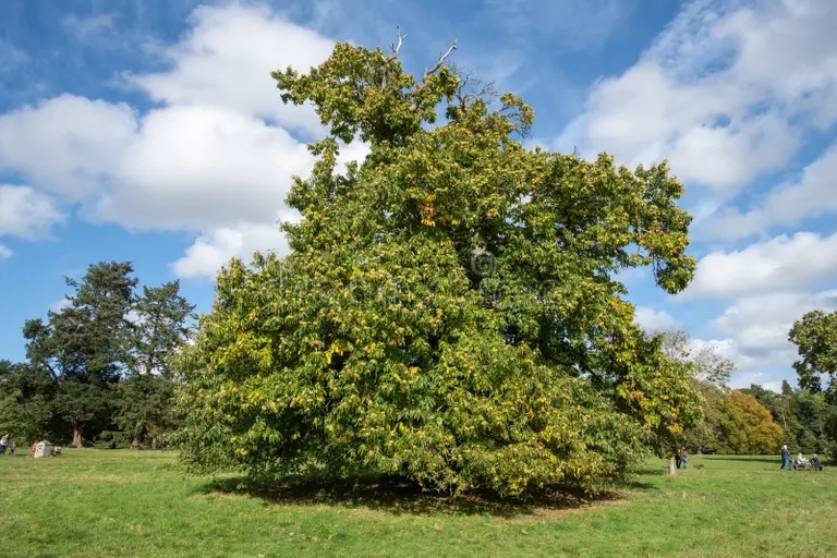 sladkoe kashtanovoe kastanea sativa derevo gruzhenoe kashtanami 259678783 - Каштан