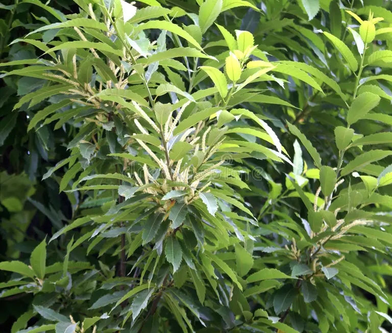 sladostnyj kashtan castanea sativa fruktovoe derev derevo 115348874 - Каштан