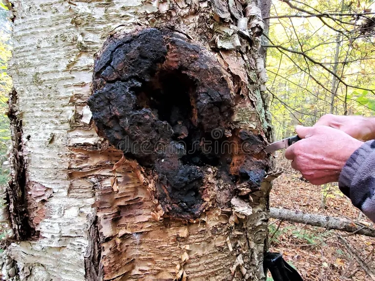 Берёза starshij conk chaga vyrezat ruk parnya iz stvola berezy ruka starejshin 203513437 1 - Берёза