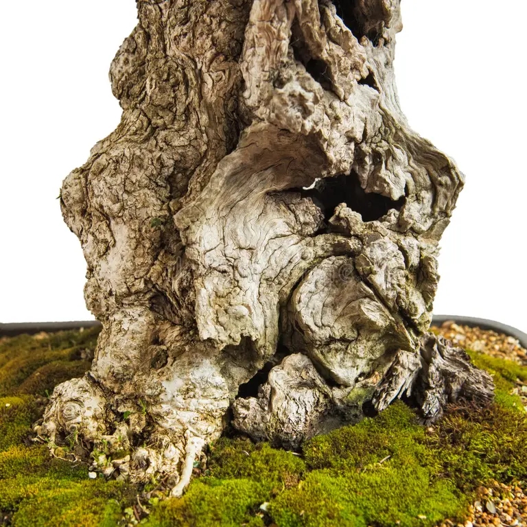 staryj hobot o ivkovogo ereva kak bonzai 88062878 - <strong>Олива</strong>