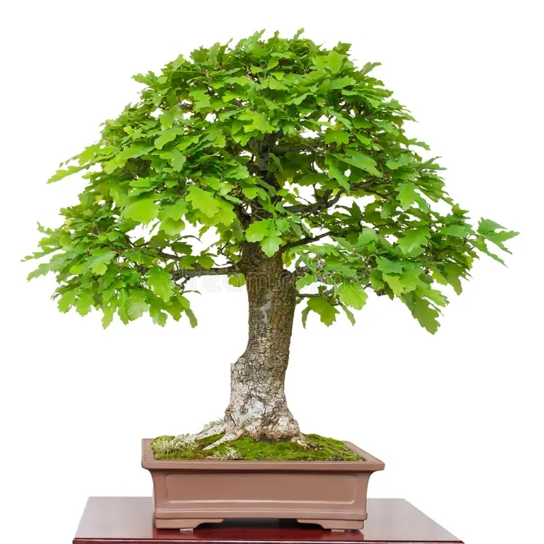 Дуб staryj quercus robur duba kak zelenoe derevo bonzaev 101857364 - Дуб