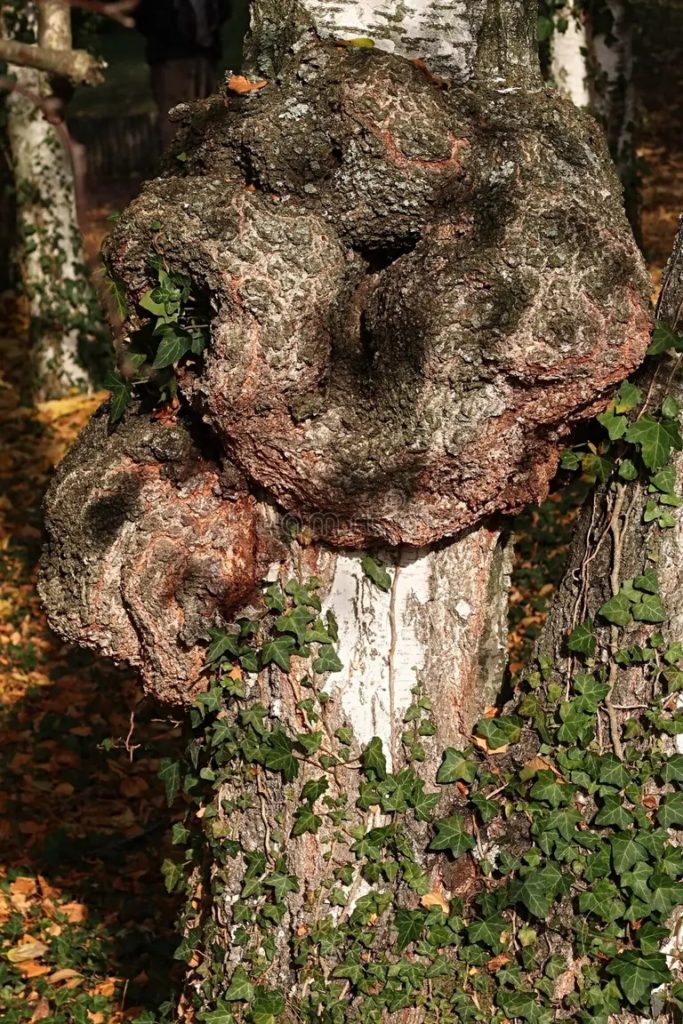 Берёза strannaya forma na serebryanom berezovom stvole betula pendula vozmozhno 162241880 1 683x1024 - Берёза