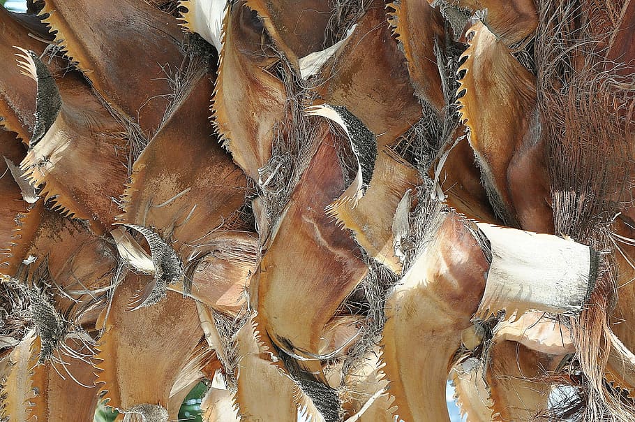 Дуб tree bark nature wood - Дуб