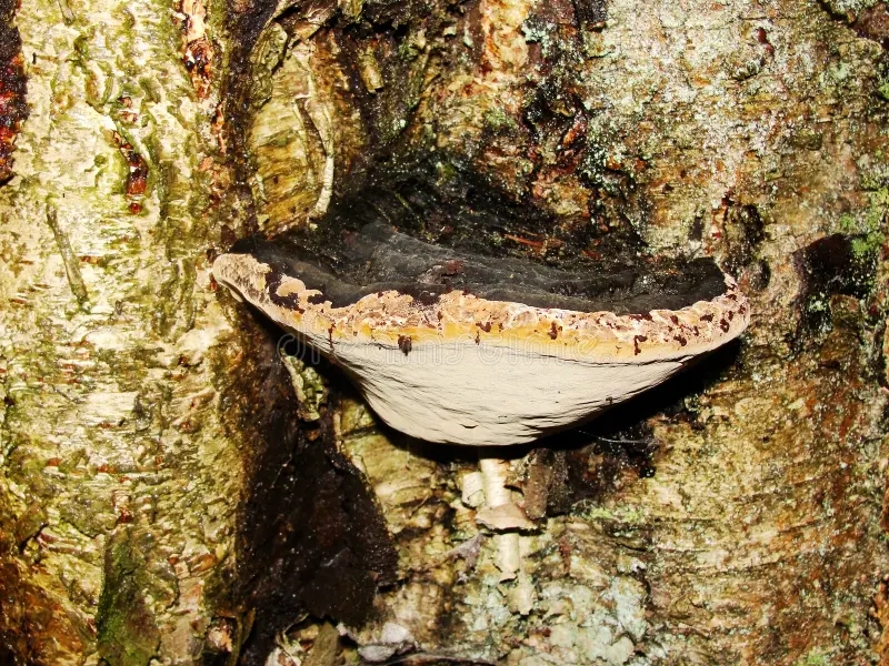 Берёза tree fungus mushroom fomitopsis pinicola forest very nice red belt conk mushroom fomitopsis pinicola guttation drops 258460182 1 - Берёза