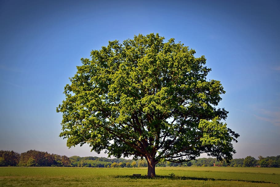 Дуб tree oak nature green - Дуб