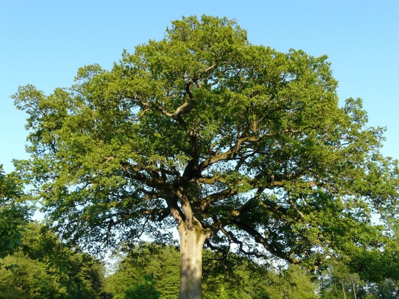 Дуб tree oak large huge powerful quercus nature landscape 1357165 - Дуб