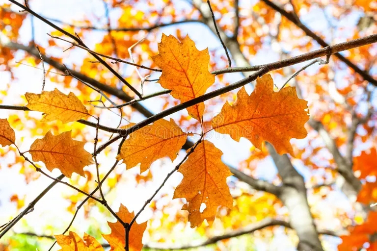 Дуб tvigi s oranzhevymi listyami krasnogo duba zakryvayutsya priblizhayutsya k 161282709 - Дуб