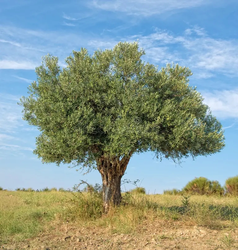 ue inyonnyj va 43324767 - <strong>Олива</strong>