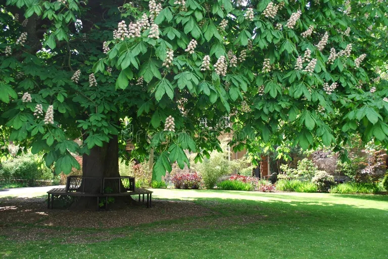 Каштан конский обыкновенный, Aesculus hippocastanum   / &copy;dreamstime