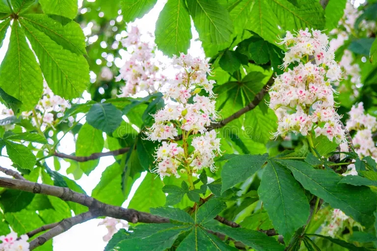  Каштан конский обыкновенный, Aesculus hippocastanum