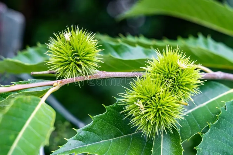 vetka kashtana s fruktami kashtany kastanya sativa kastanea spelye 254112024 - Каштан