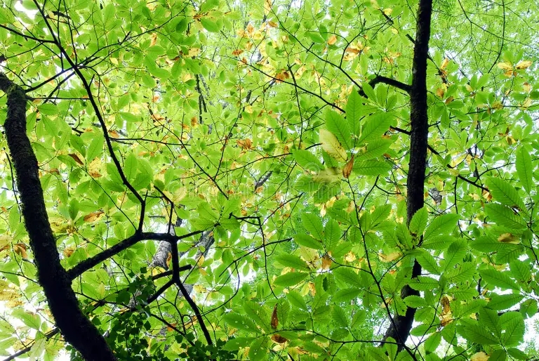 vetki i listya kashtana kastanea sativa 283831686 - Каштан