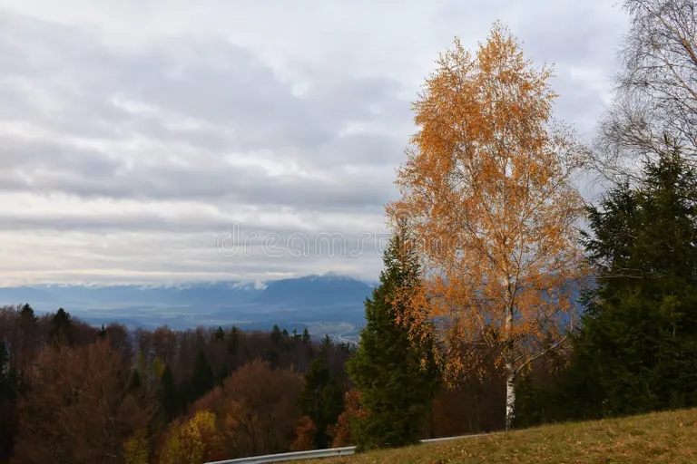 Берёза vid gorenskoj skloveny v oblachnyj den s oranzhevym czvetnym berezoj 248758638 - Берёза