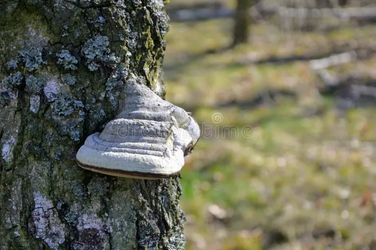 Берёза vzorvat dereva betula berezy s polypore gribov ili skobok rastushhej na dereve 186104086 3 - Берёза