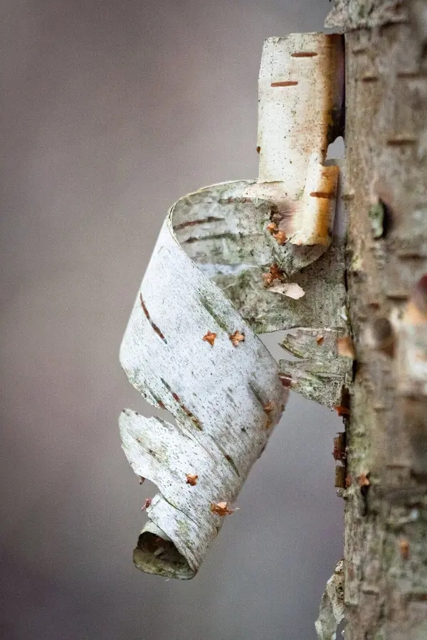 Берёза white birch bark sprigtime 53115978 - Берёза
