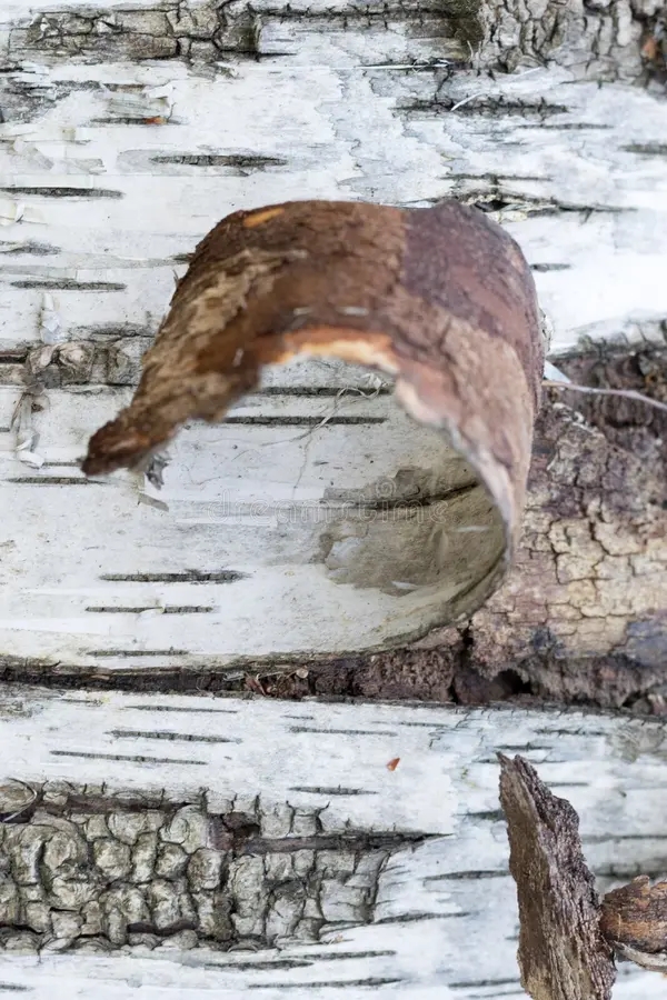 Берёза white black birch bark texture close up view 178222442 - Берёза
