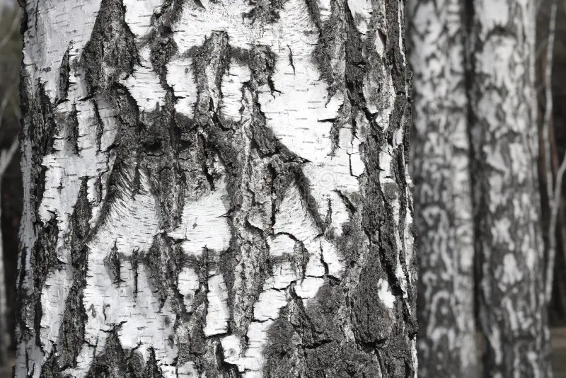 Берёза young birches black white birch bark spring grove against background other 145836512 - Берёза