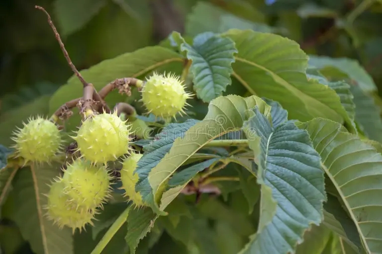 zakrytie listev i fruktov dereva kastanea sativa katalonskogo atlasa 160062405 - Каштан