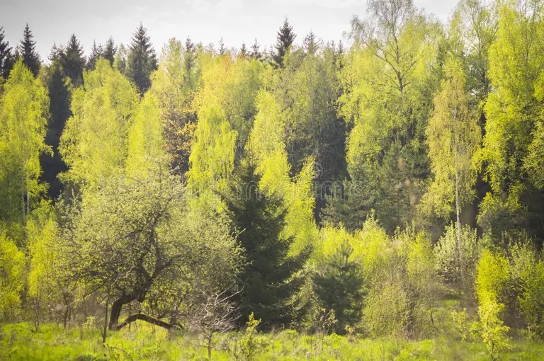 Берёза ze enye erevya berezy betula e ayut estestvennuyu stenu 71070227 - Берёза
