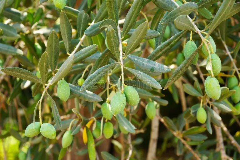 Олива европейская, (лат. Olea europaea)&nbsp;