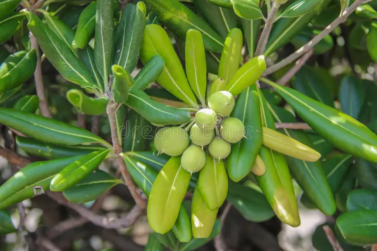 Олива европейская, (лат. Olea europaea)&nbsp;