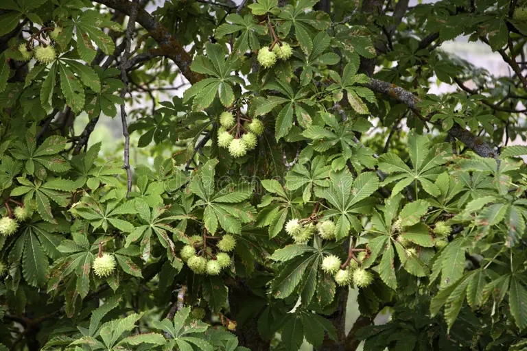 Каштан конский &nbsp;(Aesculus)