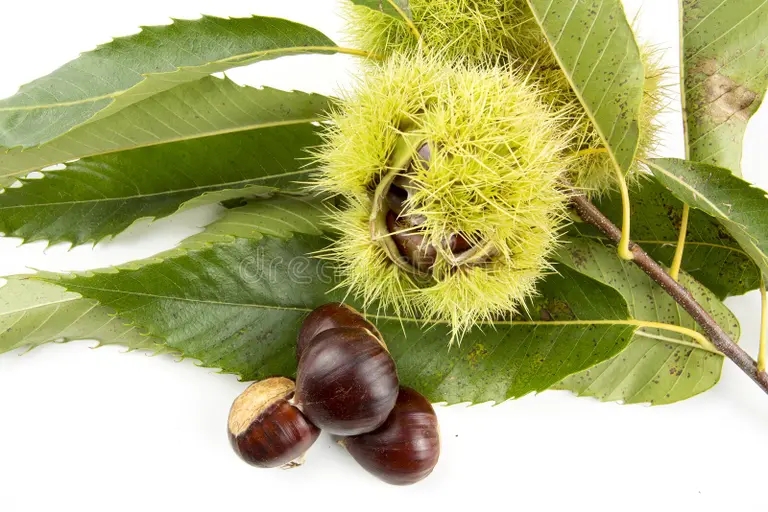 Каштан съедобный Castanea sativa 