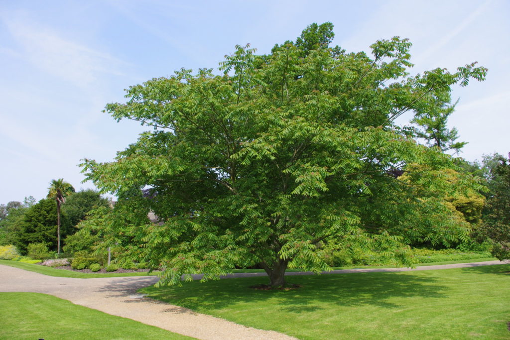 Орех маньчжурский, или Орех думбейский (лат. Juglans mandshurica) / ©flickr Орех маньчжурский, или Орех думбейский (лат. Juglans mandshurica)