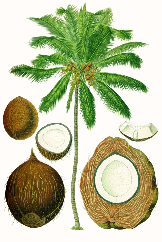 Кокосовая пальма (лат. Cocos nucifera) Ботаническая иллюстрация